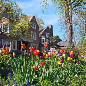 tulips blooming in front of brick row homes